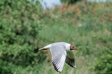 Black-headed Gull (Larus ridibundus) at colony, Moscow region, Russia