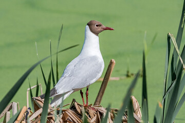 Black-headed Gull (Larus ridibundus) at colony, Moscow region, Russia