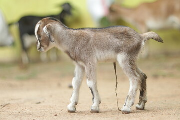 New Born Goat Kid Hd image