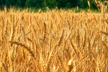 Wheat fields on sunny day in front of green forest. Blue sky over golden rye. Combinations of colors in landscape nature. Ears of golden wheat close up. Panorama Rural landscapes in shining sunlight.