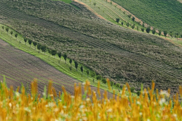 Strips with fruit trees as protection against soilt erosion, South Moravia, Czech republic