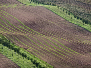 Strips with fruit trees as protection against soilt erosion, South Moravia, Czech republic