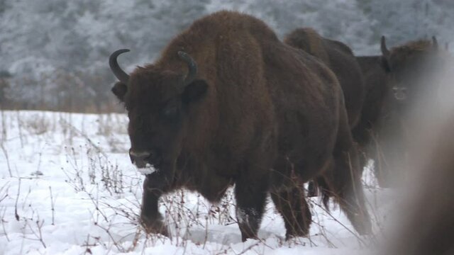 A herd of European bison in the wild in winter. Wild animals move through the snow .