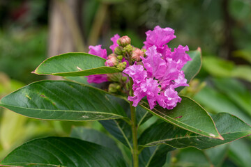 Close-up macro of blooming purple flowers. Vintage pink lilac photo with warm unusual colors on nature blur background.
