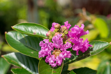 Close-up macro of blooming purple flowers. Vintage pink lilac photo with warm unusual colors on nature blur background.