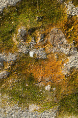Moss texture