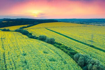 Summer sunflower.  Field