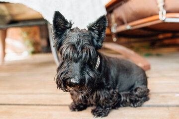Cute shaggy black scotch terrier puppy on the veranda - pet is surrounded by affection and care