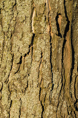 Tree bark texture with lichen