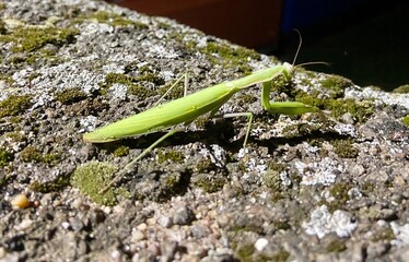 green praying mantis