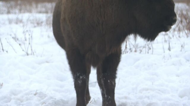 A herd of European bison in the wild in winter. Wild animals move through the snow .