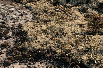 northern nature in autumn, in the Murmansk region, a beautiful northern landscape