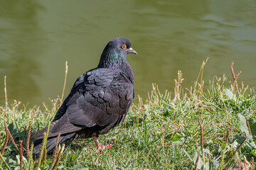 Rock Dove (Columba livia) in park, Moscow, Russia