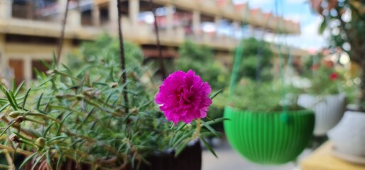 flower