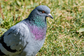 Rock Dove (Columba livia) in park, Moscow, Russia
