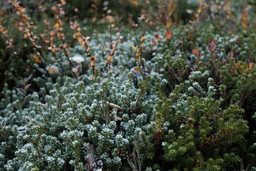 close up moss on rock