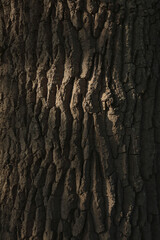 A close-up of the bark of an Oak tree
