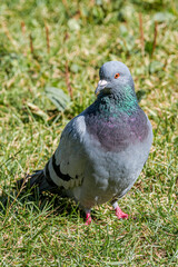 Rock Dove (Columba livia) in park, Moscow, Russia