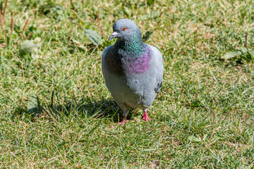 Rock Dove (Columba livia) in park, Moscow, Russia