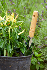 Gardening tools  and plants in the garden
