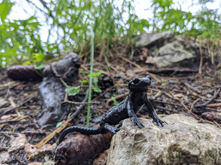 Black alpine salamander standing on the stone in the forest
