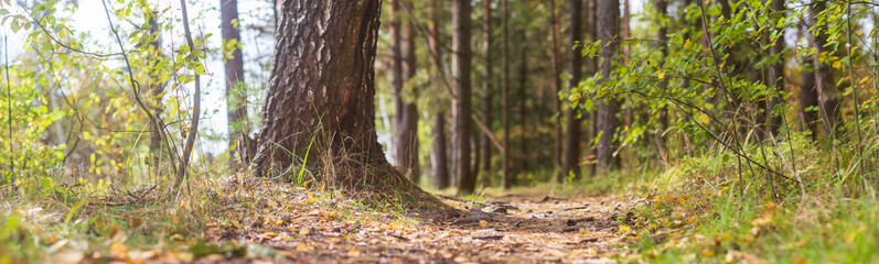 Forest path close-up with cones and roots. Low point of view in nature landscape. Blurred nature background copy space. Park low focus depth. Ecology environment.