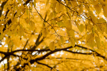 Fall, autumn, leaves background. A tree branch with autumn leaves on a blurred background. Landscape in autumn season