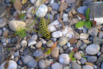 Caterpillar of swallowtail butterfly on leaf and stones at City of Zürich. Photo taken September 9th, 2021, Zurich, Switzerland.