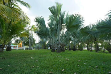 palm trees in the park, green lawn