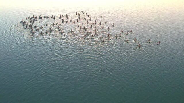 Flock of ducks swimming on the lake, aerial view shot by drone. High quality photo