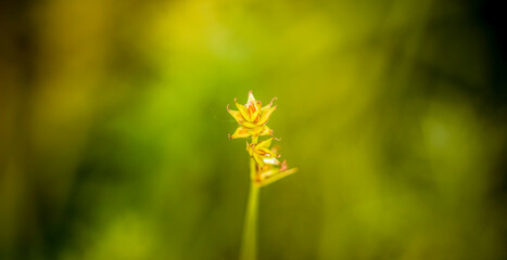 Beautiful nature view of green leaf on blurred greenery background in garden and sunlight with copy space using as background natural green plants landscape, ecology, fresh wallpaper concept