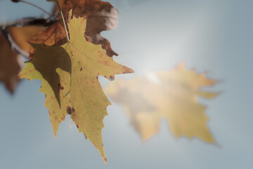 autumn leaves in the sun