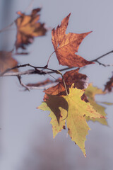Fototapeta premium autumn leaves in the sun
