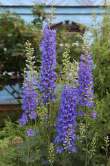 Blue flowers of delphinium in summer russian garden. Delphinium bloom in seasonal garden. Blossom...