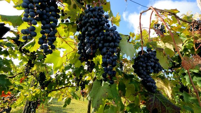 Landscape of the Italian Countryside with Vineyards