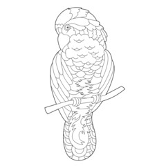 Contour linear illustration for coloring book with decorative parrot. Beautiful tropic bird,  anti stress picture. Line art design for adult or kids  in zen-tangle style, tattoo and coloring page.