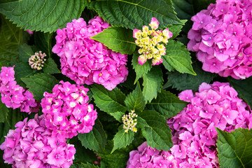 Vibrant pink Hydrangea blossoms close up. Hydrangea macrophylla shrub. Hortensia floral background.