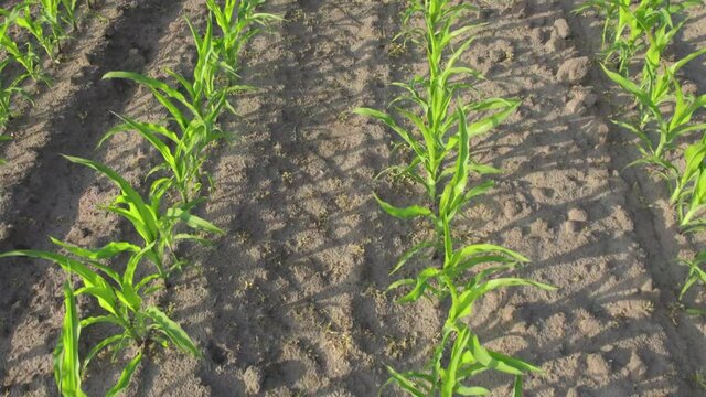 Low altitude aerial over green corn field showing large leafs maize has become staple food in many parts of world with total production surpassing that of wheat or rice 4k high quality resolution