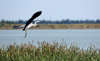 Grey heron (Ardea cinerea) taking off