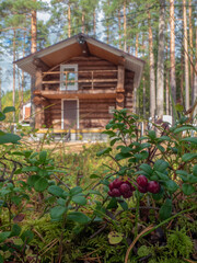 Guest house made of logs at a tourist base in the middle of the forest in a sunny day. Lingonberry bushes with red berries in the foreground.