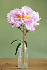 Beautiful fresh pink peonies in glass vase on green background.Modern still life.Natural floral background