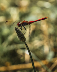 Libelle
