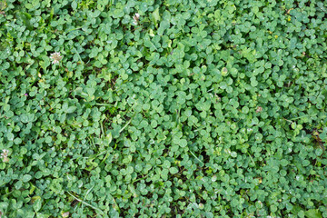 Background of green grass clover