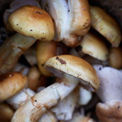 mushrooms spiderweb yellow in a knitted basket on the ground with leaves