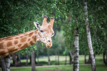 Close-up shot of a Giraffe
