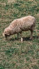 Obraz premium sheep in the grass