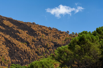 Fototapeta na wymiar Fire in Jubrique, border with Sierra Bermeja in the Genal Valley, Malaga. Spain. September 2021