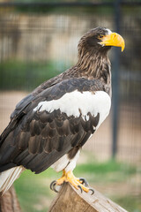 Steller's sea eagle (Haliaeetus pelagicus) inside its cage resting.