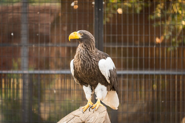 Steller's sea eagle (Haliaeetus pelagicus) inside its cage resting.