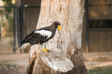 Steller's sea eagle (Haliaeetus pelagicus) inside its cage resting.